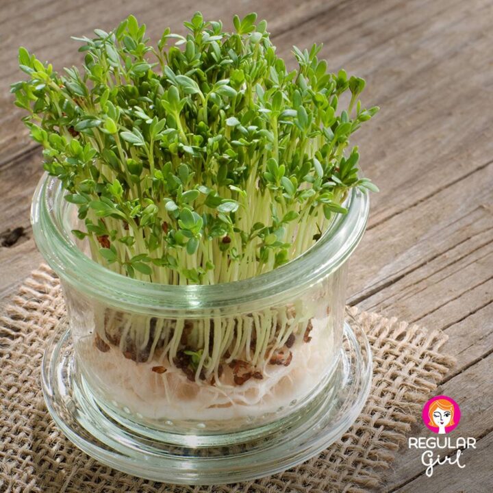 Grow your own sprouts